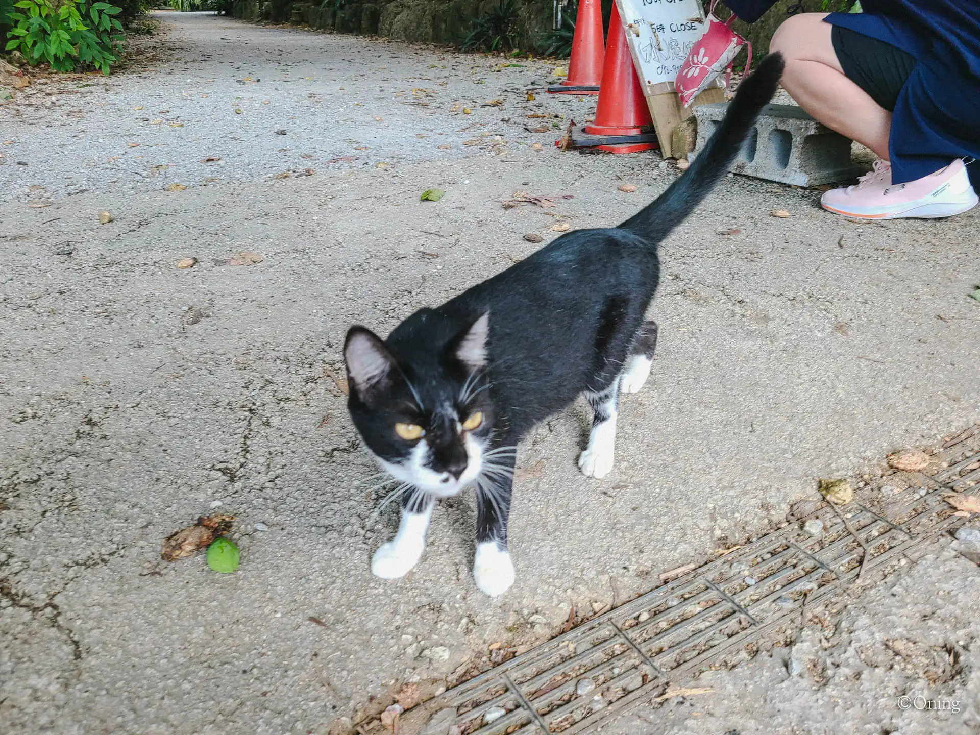 요미탄 도자기 마을에 살고있던 아기냥이1