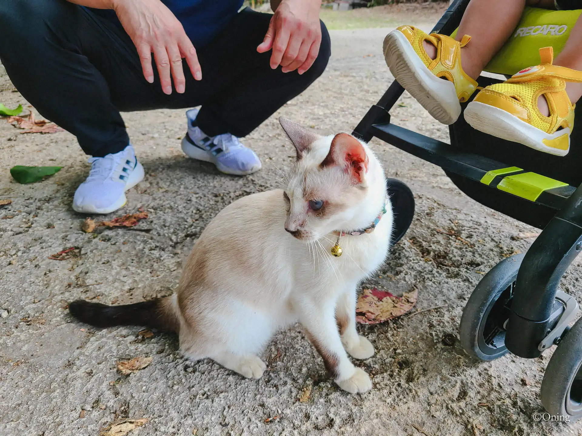 요미탄 도자기 마을에 살고있던 아기냥이2